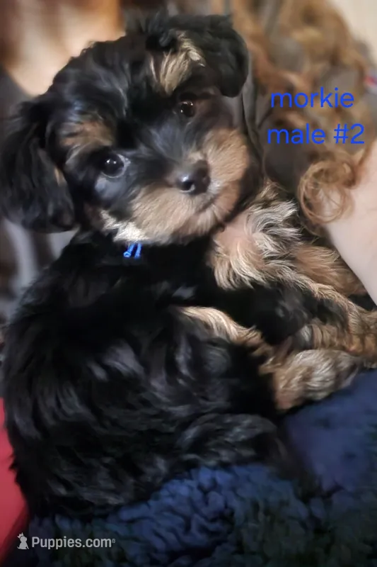 Teddy #2 – Morkie puppy for sale in Racine, WI