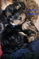 Teddy #2, a male Morkie for sale in Racine, WI – 1 of 4
