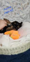 Teddy #2, a male Morkie for sale in Racine, WI – 2 of 4
