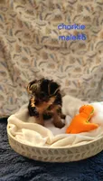 Jello, a male Yorkshire Terrier for sale in Racine, WI – Photo 2 of 2