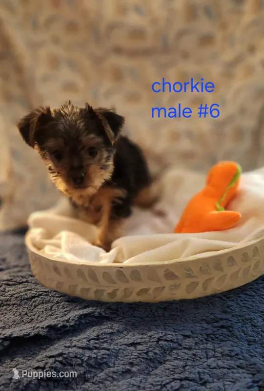 Jello – Yorkshire Terrier puppy for sale in Racine, WI