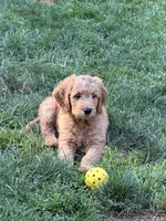 Lion King’s Zazu, a male Goldendoodle and English Cream Golden Retriever for sale in State College, PA – 9 of 9