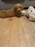 Lion King’s Zazu, a male Goldendoodle and English Cream Golden Retriever for sale in State College, PA – 8 of 9