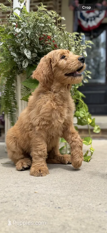 Lion King’s Zazu – Goldendoodle, English Cream Golden Retriever puppy for sale in State College, PA