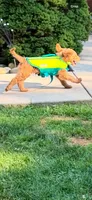 Lion King’s Zazu, a male Goldendoodle and English Cream Golden Retriever for sale in State College, PA – 2 of 9