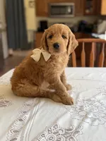 Lion King’s Zazu, a male Goldendoodle and English Cream Golden Retriever for sale in State College, PA – 3 of 9