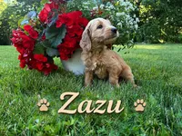Lion King’s Zazu, a male Goldendoodle and English Cream Golden Retriever for sale in State College, PA – 5 of 9