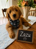 Lion King’s Zazu, a male Goldendoodle and English Cream Golden Retriever for sale in State College, PA – 7 of 9