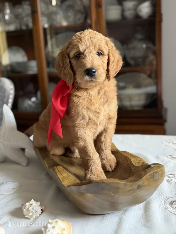 Lion King’s Zazu – Goldendoodle, English Cream Golden Retriever puppy for sale in State College, PA