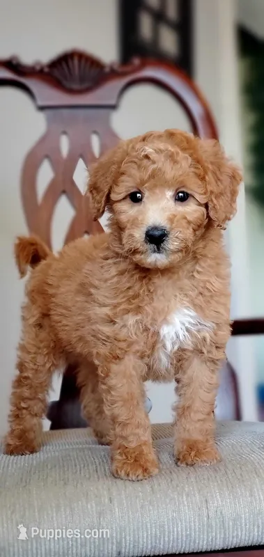 Teddy – Miniature Goldendoodle puppy for sale in Commerce, TX