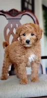 Teddy, a male Miniature Goldendoodle for sale in Commerce, TX – 1 of 6