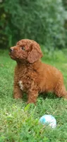 Benny, a male Miniature Goldendoodle for sale in Poteau, OK – 5 of 10