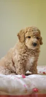 Benji, a male Miniature Goldendoodle for sale in Commerce, TX – 4 of 5