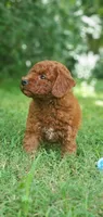 Benny, a male Miniature Goldendoodle for sale in Poteau, OK – 10 of 10