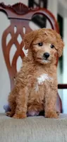 Teddy, a male Miniature Goldendoodle for sale in Commerce, TX – 3 of 6