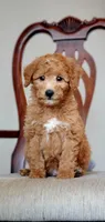 Teddy, a male Miniature Goldendoodle for sale in Commerce, TX – 4 of 6