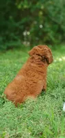 Benny, a male Miniature Goldendoodle for sale in Poteau, OK – 8 of 10