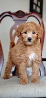 Teddy, a male Miniature Goldendoodle for sale in Commerce, TX – 5 of 6