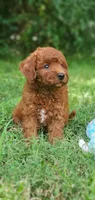 Benny, a male Miniature Goldendoodle for sale in Poteau, OK – 9 of 10
