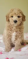 Benji, a male Miniature Goldendoodle for sale in Oklahoma City, OK – 3 of 4
