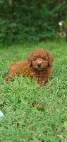 Benny, a male Miniature Goldendoodle for sale in Poteau, OK – 6 of 10
