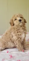 Benji, a male Miniature Goldendoodle for sale in Commerce, TX – 3 of 5