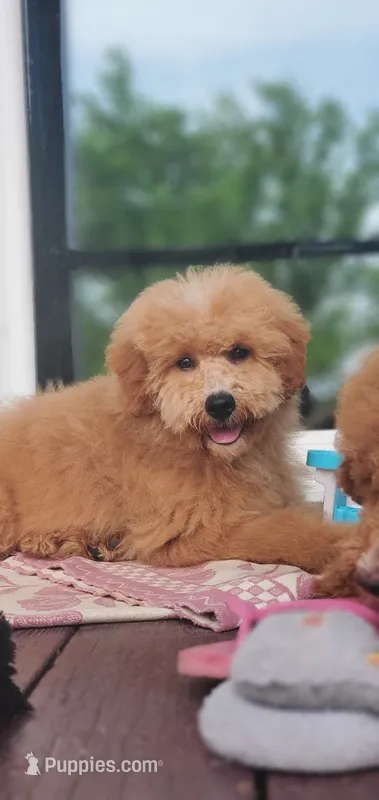 Oakley  – Miniature Goldendoodle puppy for sale in Poteau, OK