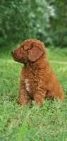 Benny, a male Miniature Goldendoodle for sale in Poteau, OK – 4 of 10
