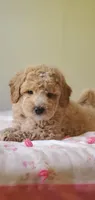 Benji, a male Miniature Goldendoodle for sale in Commerce, TX – 5 of 5