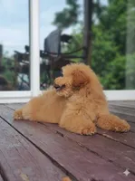 Oakley , a male Miniature Goldendoodle for sale in Poteau, OK – 2 of 5