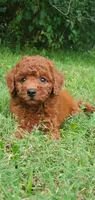 Benny, a male Miniature Goldendoodle for sale in Poteau, OK – 7 of 10