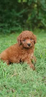 Benny, a male Miniature Goldendoodle for sale in Poteau, OK – 3 of 10