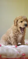 Benji, a male Miniature Goldendoodle for sale in Oklahoma City, OK – 4 of 4