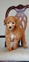 Teddy, a male Miniature Goldendoodle for sale in Commerce, TX – 2 of 6