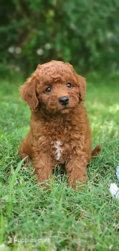 Benny – Miniature Goldendoodle puppy for sale in Poteau, OK