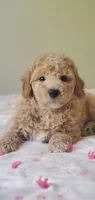 Benji, a male Miniature Goldendoodle for sale in Oklahoma City, OK – 2 of 4