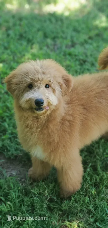 Teddy – Miniature Goldendoodle puppy for sale in Oklahoma City, OK
