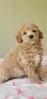 Benji, a male Miniature Goldendoodle for sale in Commerce, TX – 2 of 5