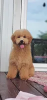 Oakley , a male Miniature Goldendoodle for sale in Poteau, OK – 4 of 5