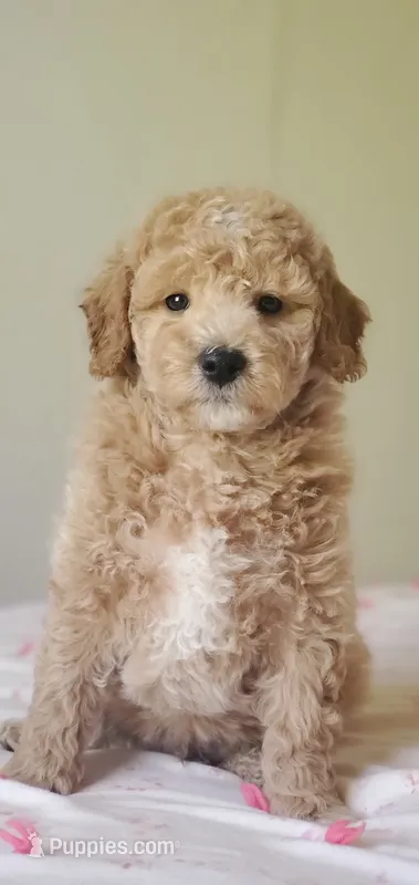 Benji – Miniature Goldendoodle puppy for sale in Commerce, TX