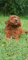 Benny, a male Miniature Goldendoodle for sale in Poteau, OK – 2 of 10