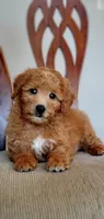 Teddy, a male Miniature Goldendoodle for sale in Commerce, TX – 6 of 6