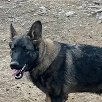 AJ, a female German Shepherd Dog for sale in Tijeras, NM – Photo 1 of 5