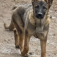 AJ, a female German Shepherd Dog for sale in Tijeras, NM – Photo 3 of 5