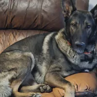 AJ, a female German Shepherd Dog for sale in Tijeras, NM – Photo 5 of 5