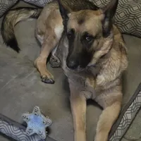 AJ, a female German Shepherd Dog for sale in Tijeras, NM – Photo 4 of 5