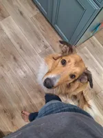 Gimli, a male Collie for sale in Bluffton, IN – 7 of 7