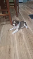 Eowyn, a female Collie for sale in Bluffton, IN – 3 of 8