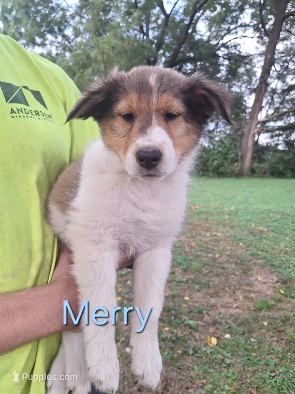 Merry – Collie puppy for sale in Bluffton, IN