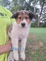 Merry, a male Collie for sale in Bluffton, IN – 1 of 4